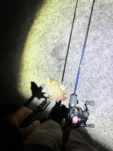 ネンブツダイの釣果