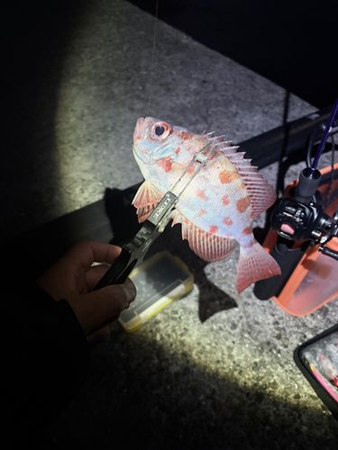 チカメキントキの釣果