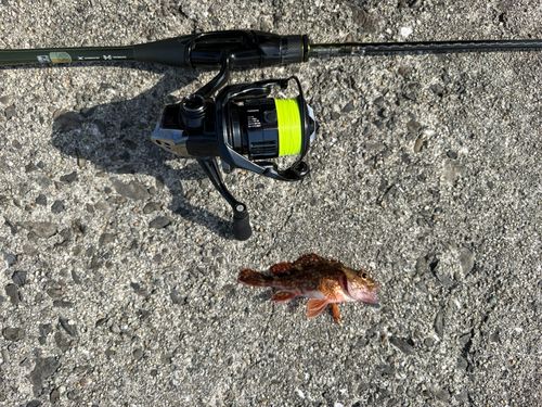ガシラの釣果