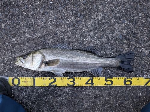 スズキの釣果