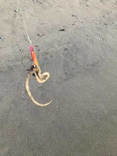 ウミヘビの釣果