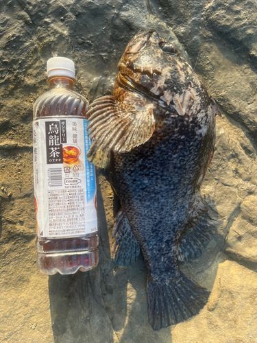 ムラソイの釣果
