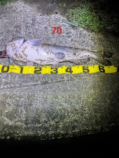 アメリカナマズの釣果