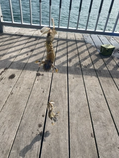 釣果