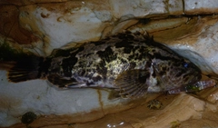 タケノコメバルの釣果