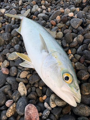 コゾクラの釣果