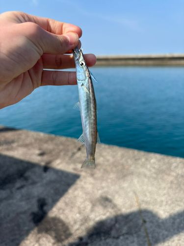 アカカマスの釣果