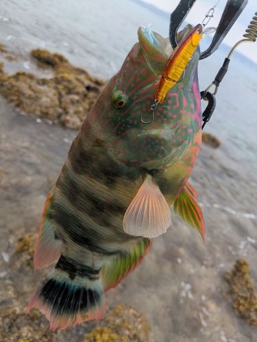 ミツバモチノウオの釣果