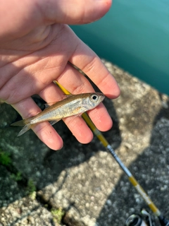 アカムツの釣果