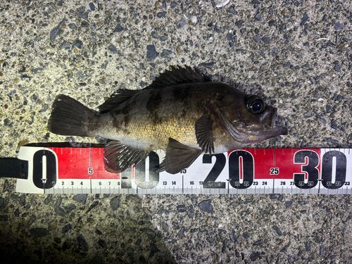 メバルの釣果