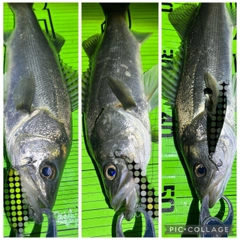 シーバスの釣果