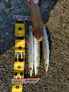 アカカマスの釣果