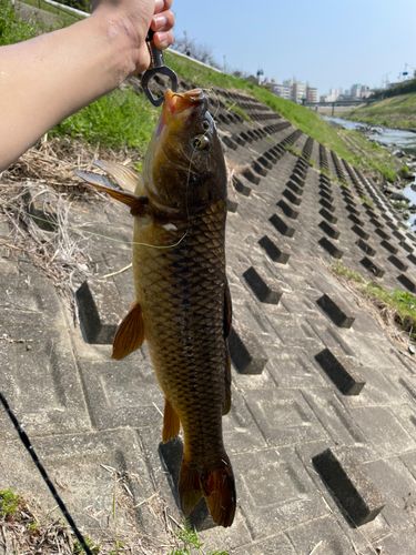 コイの釣果
