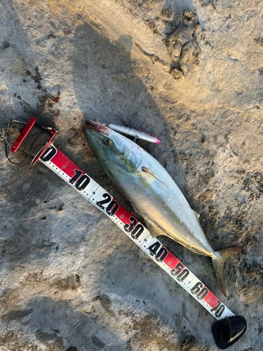 メジロの釣果