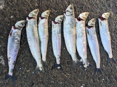 ニシンの釣果