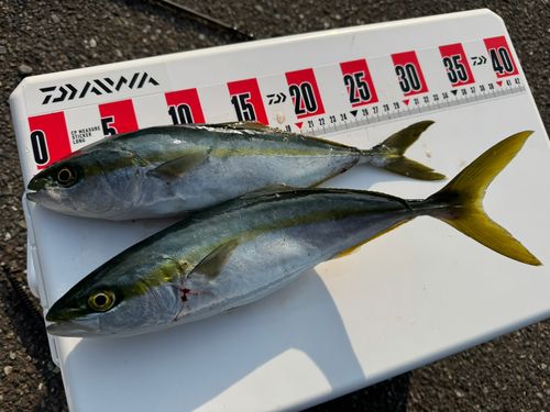 ワカシの釣果