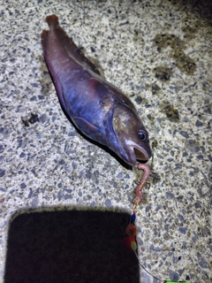 エゾイソアイナメの釣果