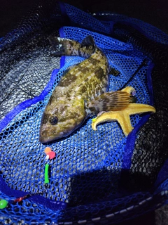 アイナメの釣果