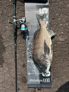 チヌの釣果