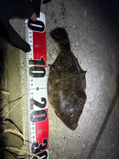 クロガシラガレイの釣果