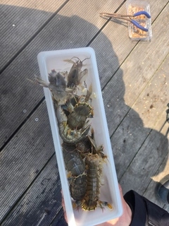 シャコエビの釣果