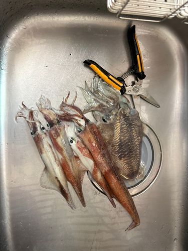ヤリイカの釣果