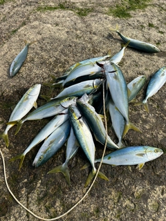 コゾクラの釣果