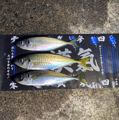 マアジの釣果