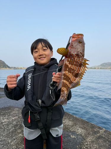 キジハタの釣果