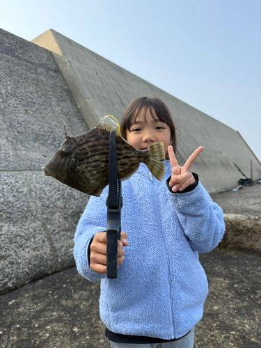 カワハギの釣果