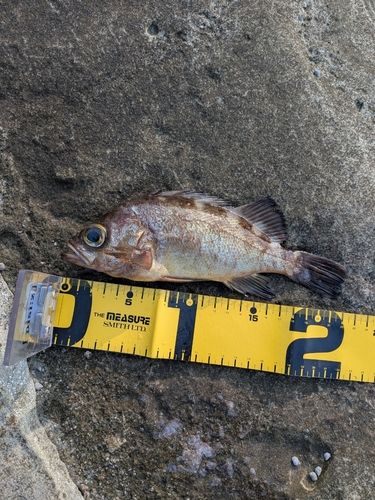 メバルの釣果