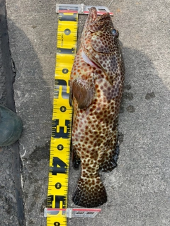 ヤイトハタの釣果