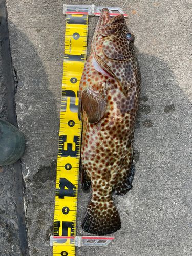 ヤイトハタの釣果