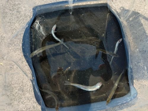 チアユの釣果