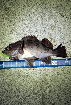 メバルの釣果