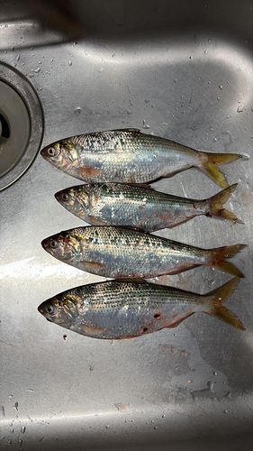 コノシロの釣果