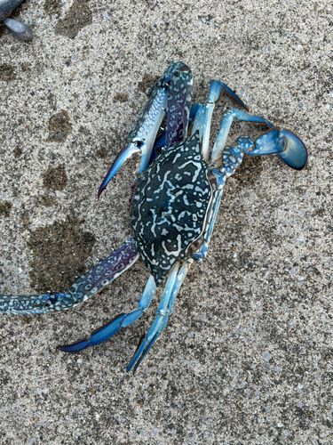 ワタリガニの釣果