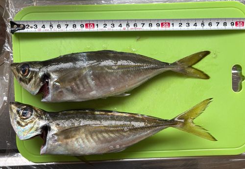アジの釣果