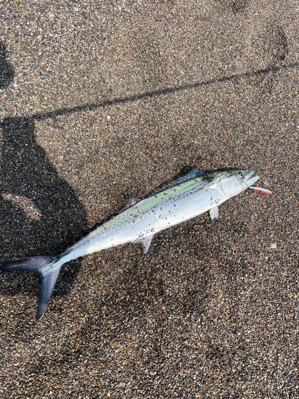 DAIWA 21オーバーゼア グランデ(サーフモデル) 103MHの最安値 DAIWA 21オーバーゼア グランデ(サーフモデル) 103MHの最安値