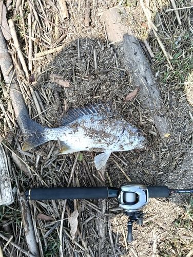 キビレの釣果