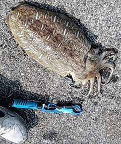コウイカの釣果