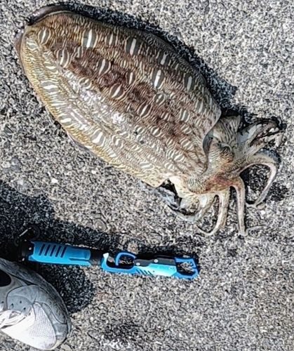 コウイカの釣果