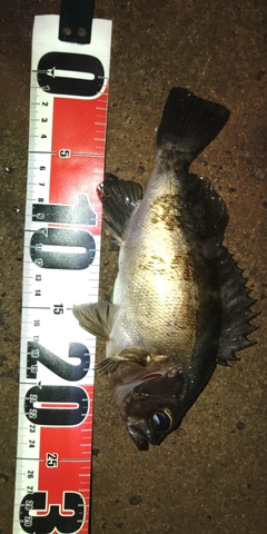 シロメバルの釣果