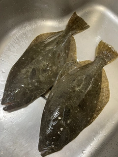 ヒラメの釣果