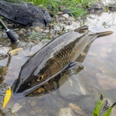 ニゴイの釣果