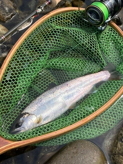 ヤマメの釣果
