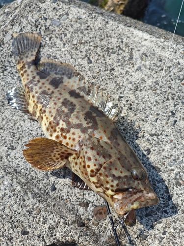 ハタの釣果