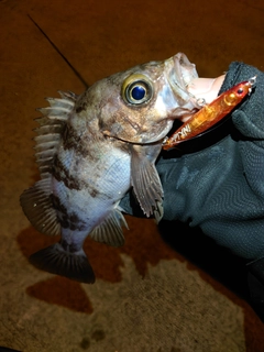メバルの釣果
