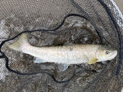 アメマスの釣果