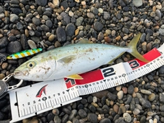 コゾクラの釣果